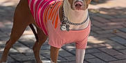 Bella joined the competition — help win amazing prizes! dog, sunglasses, shirt, outdoor, brick_path, shadow, sunlight, pet, canine, standing, fashion, collar, tags, leash, animal, muzzle, ears, paws, tail, summer