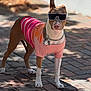 dog, sunglasses, shirt, outdoor, brick_path, shadow, sunlight, pet, canine, standing, fashion, collar, tags, leash, animal, muzzle, ears, paws, tail, summer