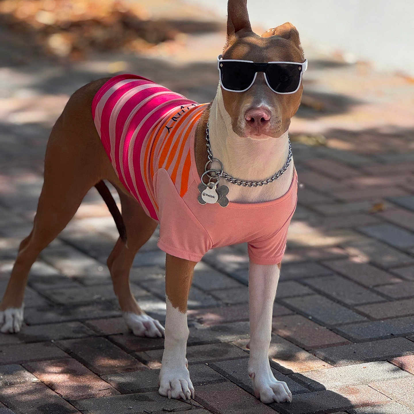 Bella joined the competition — help win amazing prizes! animal, brick_path, canine, collar, dog, ears, fashion, leash, muzzle, outdoor, paws, pet, shadow, shirt, standing, summer, sunglasses, sunlight, tags, tail