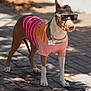 Bella joined the competition — help win amazing prizes! dog, canine, pet, outdoor, sunglasses, shirt, striped_clothing, brown, white_paws, collar, chain, sunlight, shadow, pavement, standing, animal, summer, fashion, cool, portrait