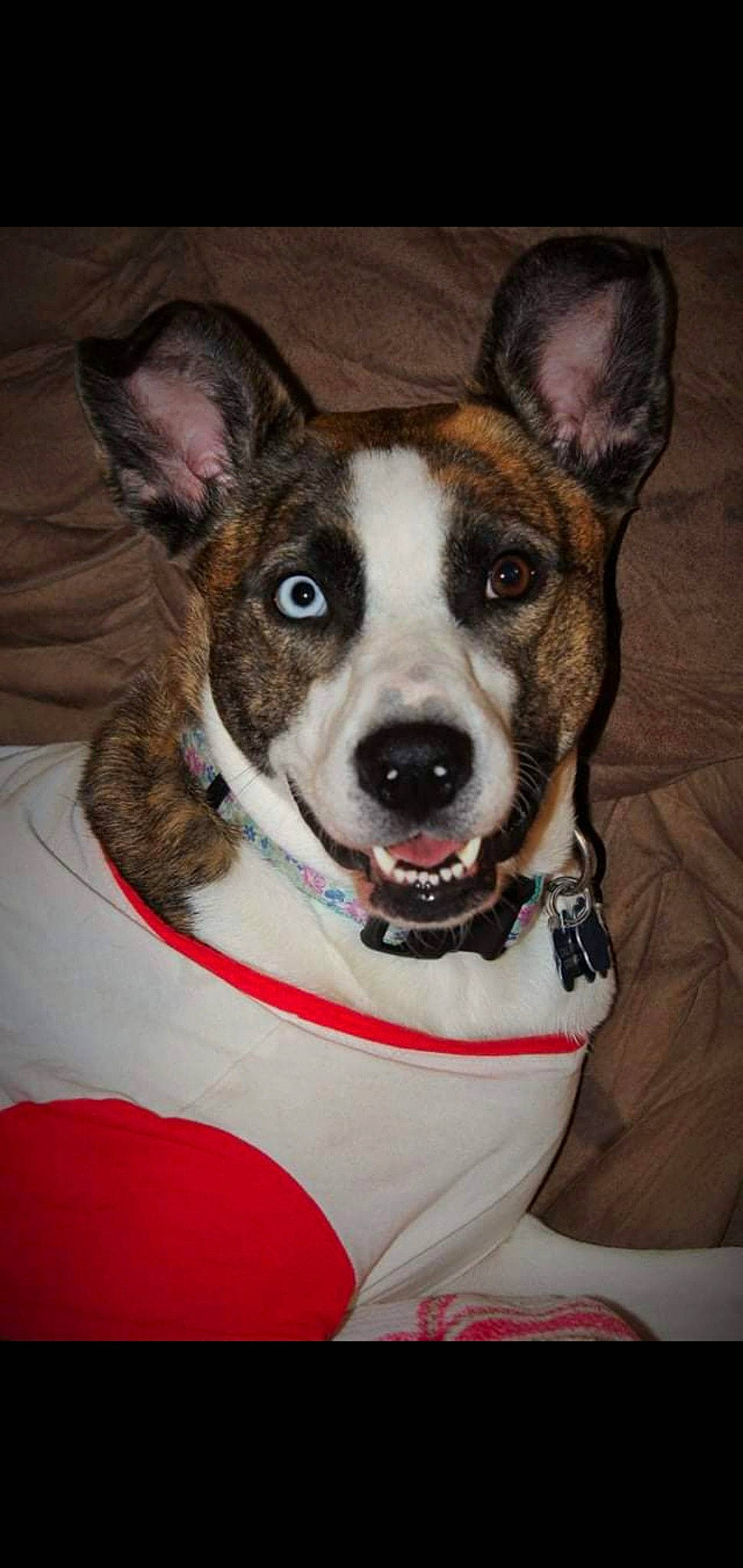Marnie is registered to the contest to win money with this photo: ancient_dog_breeds, canidae, carnivore, collar, companion_dog, dog, dog_breed, dog_collar, dog_supply, fawn, fur, leash, non_sporting_group, pet_supply, snout, sporting_group, terrier, whiskers, working_animal