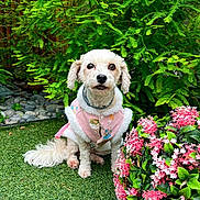 Charlie is registered to the contest to win money with this photo: dog, white_dog, pet, grass, greenery, pink_flowers, garden, outdoor, cute, small_dog, fluffy, animal, fur, collar, plant, nature, leaf, sitting, cute_clothing, adorable