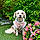 Charlie