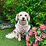dog, white_dog, pet, grass, greenery, pink_flowers, garden, outdoor, cute, small_dog, fluffy, animal, fur, collar, plant, nature, leaf, sitting, cute_clothing, adorable