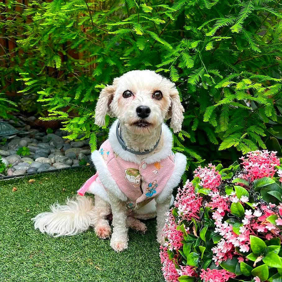 Charlie is registered to the contest to win money with this photo: adorable, animal, collar, cute, cute_clothing, dog, fluffy, fur, garden, grass, greenery, leaf, nature, outdoor, pet, pink_flowers, plant, sitting, small_dog, white_dog