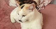 Sophie participe au concours pour gagner de l'argent avec cette photo : cat, pillow, blanket, bed, tail, animal, indoor, cute, relaxing, fur, whiskers, pet, soft, resting, pattern, fabric, mammal, sleepy, cozy, domestic