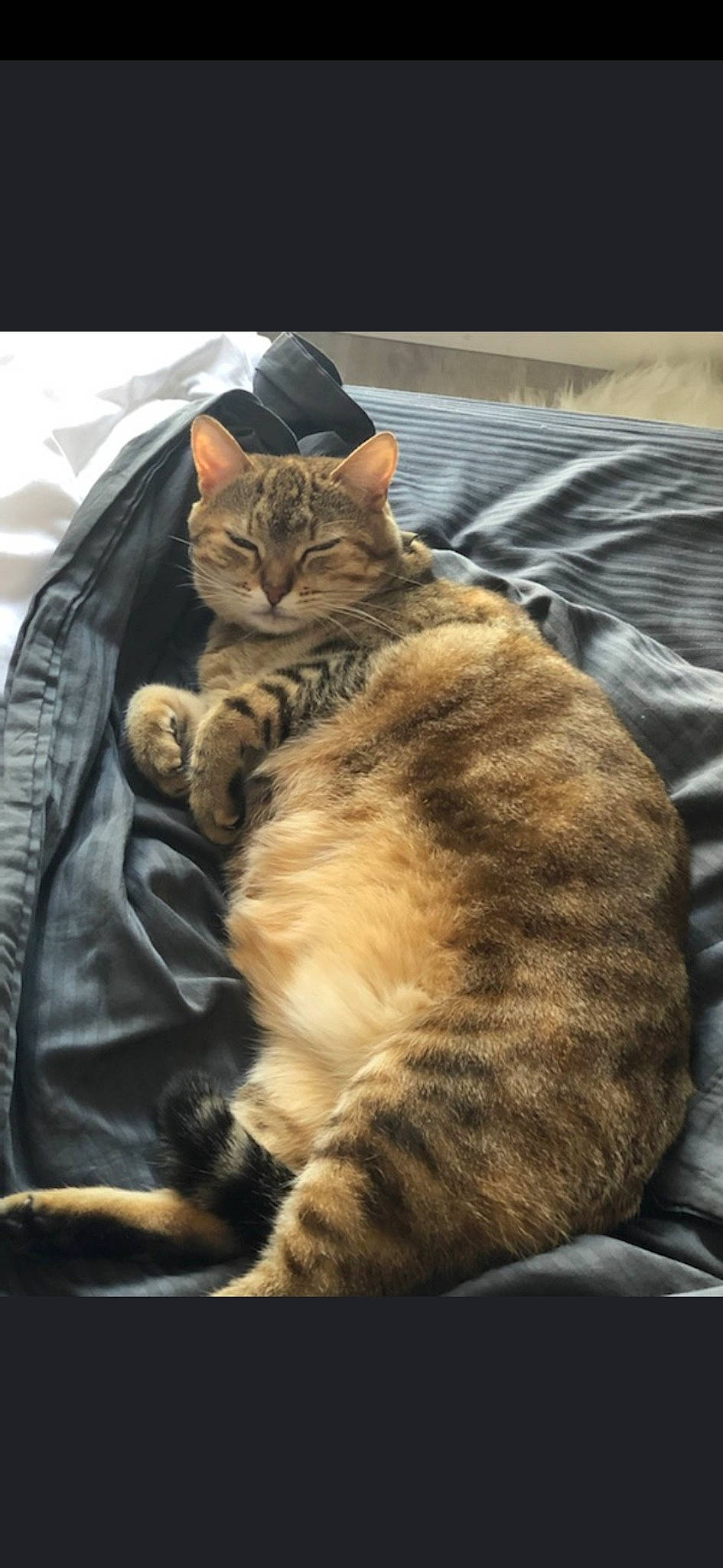 Miyou participe au concours pour gagner de l'argent avec cette photo : american_shorthair, asian, bengal, california_spangled, carnivore, cat, domestic_short_haired_cat, dragon_li, european_shorthair, fawn, felidae, fur, kitten, mammal, nap, ocicat, sleep, small_to_medium_sized_cats, tabby_cat, whiskers