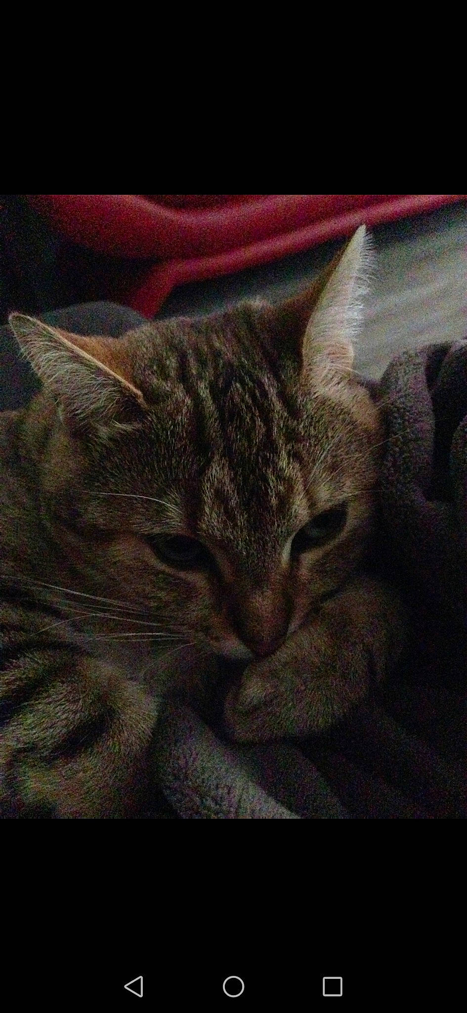 Miyou a rejoint le concours — aidez-le/la à gagner de superbes lots ! asian, california_spangled, carnivore, cat, domestic_short_haired_cat, european_shorthair, felidae, fur, kitten, nap, pixie_bob, sky, sleep, small_to_medium_sized_cats, snout, tabby_cat, whiskers