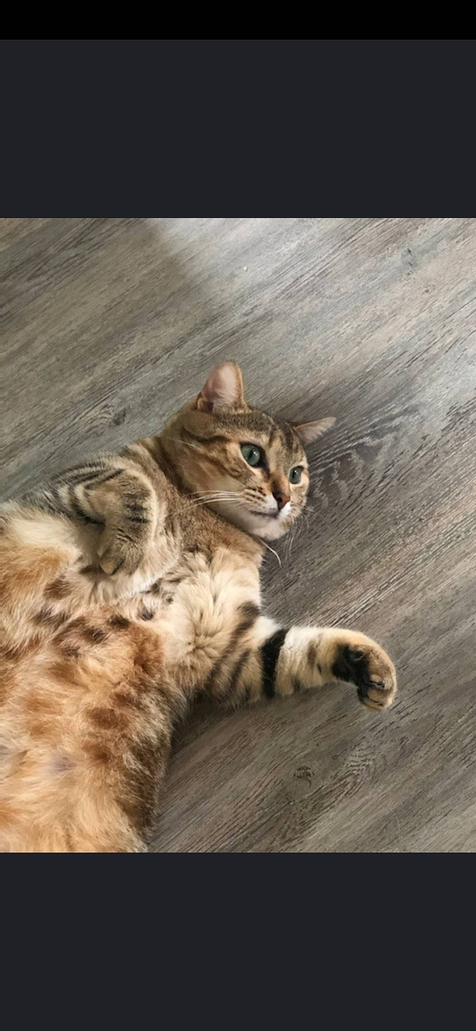 Miyou participe au concours pour gagner de l'argent avec cette photo : asian, bengal, california_spangled, carnivore, cat, domestic_short_haired_cat, dragon_li, european_shorthair, felidae, kitten, mammal, pixie_bob, rusty_spotted_cat, small_to_medium_sized_cats, snout, sokoke, tabby_cat, vertebrate, whiskers, wild_cat