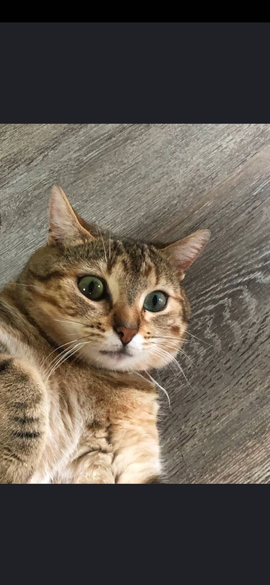 Miyou participe au concours pour gagner de l'argent avec cette photo : aegean_cat, american_wirehair, asian, australian_mist, california_spangled, carnivore, cat, domestic_short_haired_cat, dragon_li, european_shorthair, eye, felidae, mammal, ocicat, pixie_bob, small_to_medium_sized_cats, snapshot, snout, tabby_cat, whiskers