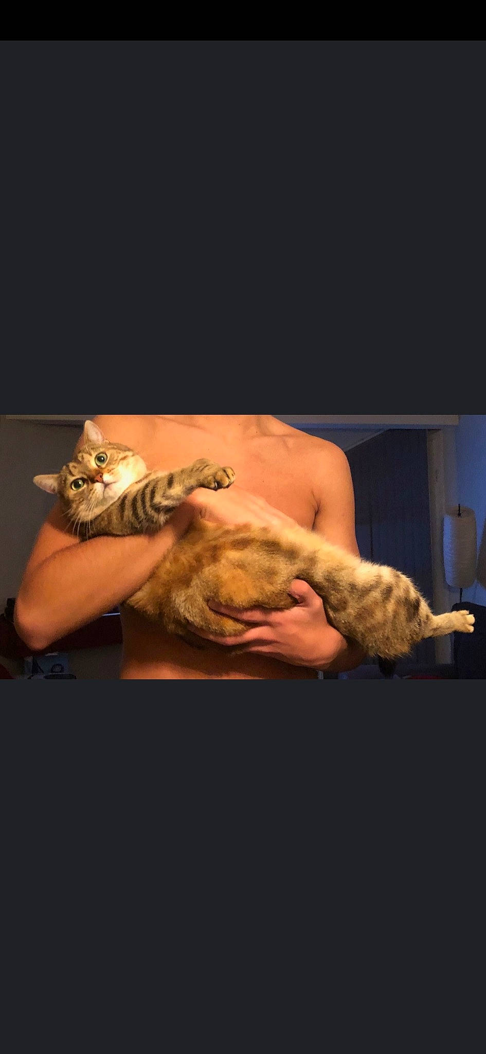 Miyou a rejoint le concours — aidez-le/la à gagner de superbes lots ! arm, cat, felidae, fur, human_body, leg, muscle, photography