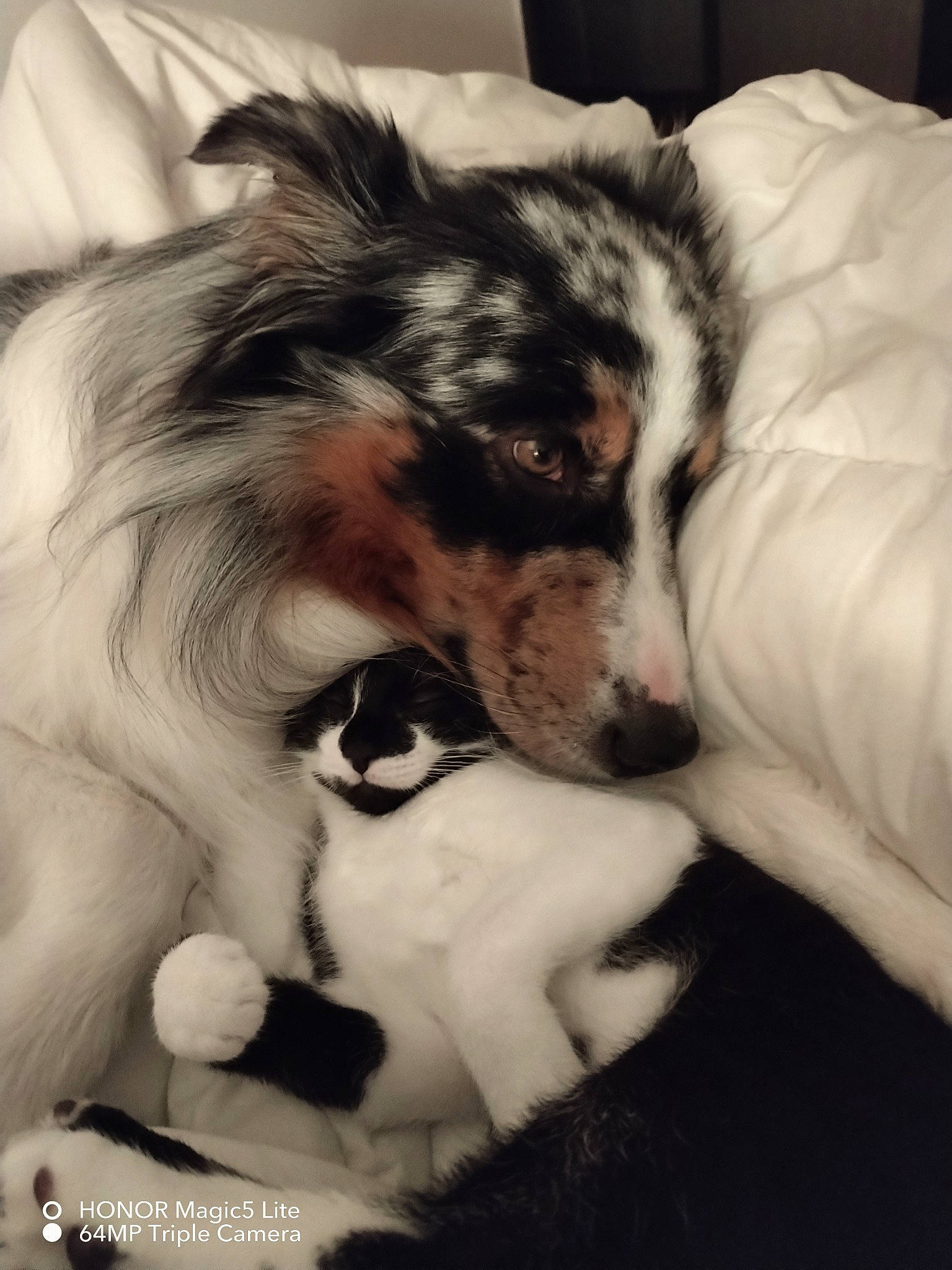 Sanji participe au concours pour gagner de l'argent avec cette photo : bored, canidae, carnivore, cloud, comfort, companion_dog, dog, dog_breed, felidae, fur, monochrome, nap, paw, small_to_medium_sized_cats, snout, sporting_group, terrestrial_animal, toy_dog, whiskers, working_dog