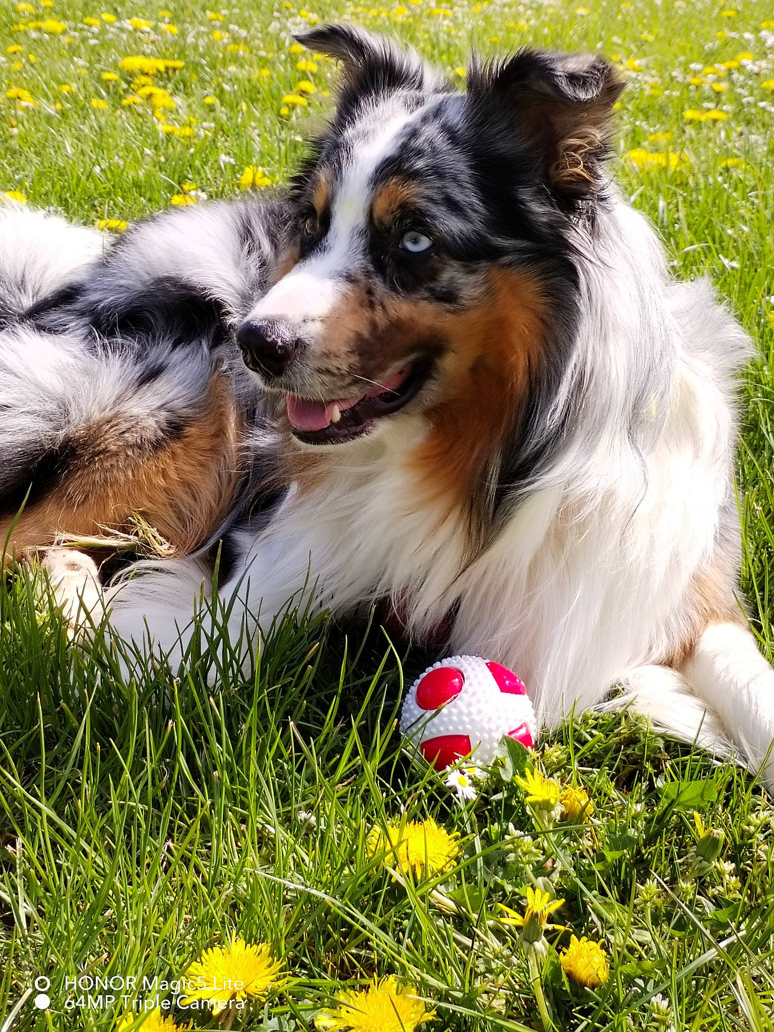 Sanji a rejoint le concours — aidez-le/la à gagner de superbes lots ! canidae, carnivore, companion_dog, dog, dog_breed, flower, fur, grass, green, happy, herding_dog, lawn, people_in_nature, petal, plant, snout, sporting_group, terrestrial_animal, whiskers, working_dog