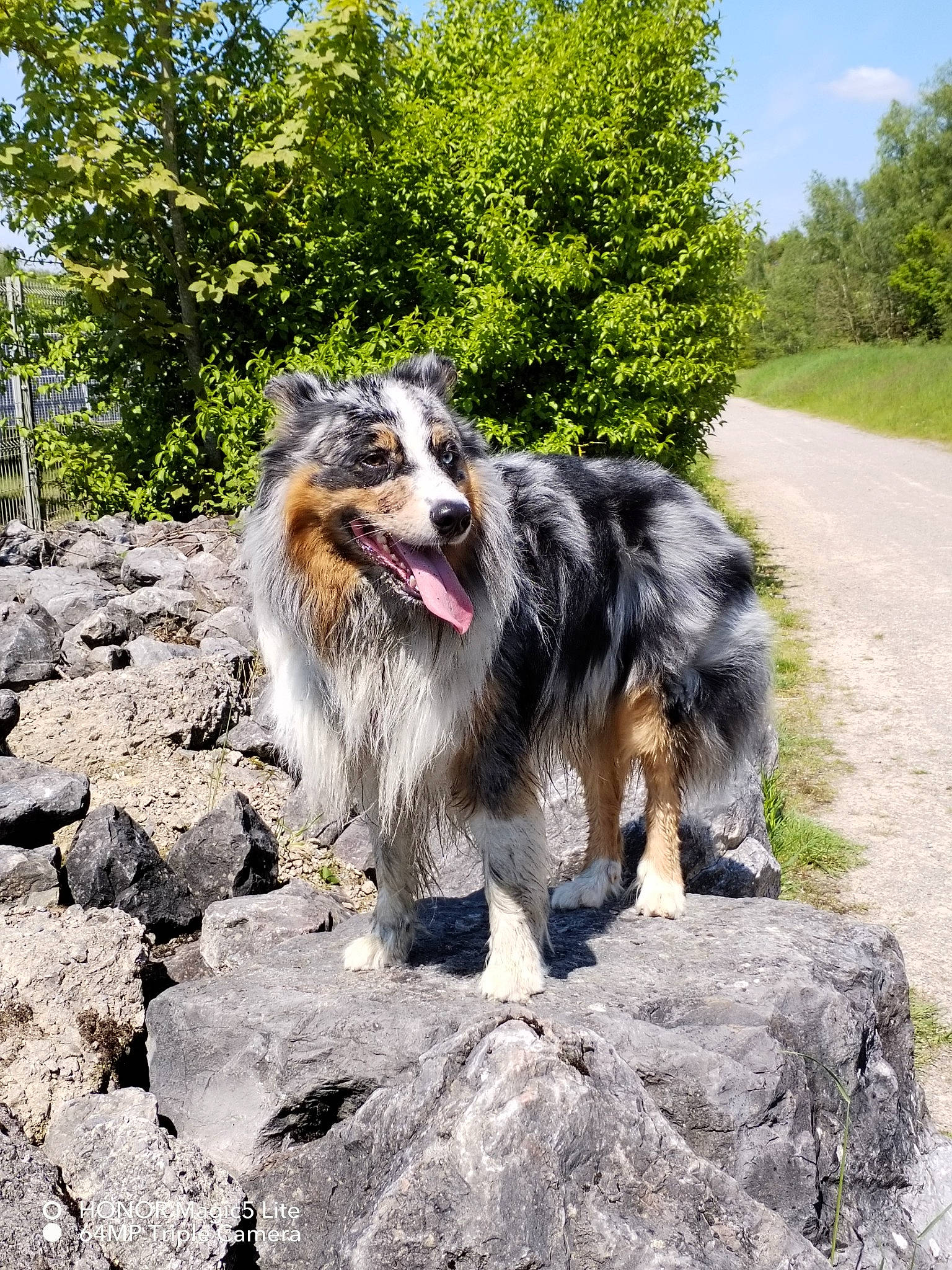 Sanji a rejoint le concours — aidez-le/la à gagner de superbes lots ! canidae, carnivore, cloud, companion_dog, dog, dog_breed, fur, grass, herding_dog, landscape, plant, rock, romanian_mioritic_shepherd_dog, sky, snout, sporting_group, terrestrial_animal, tree, working_dog
