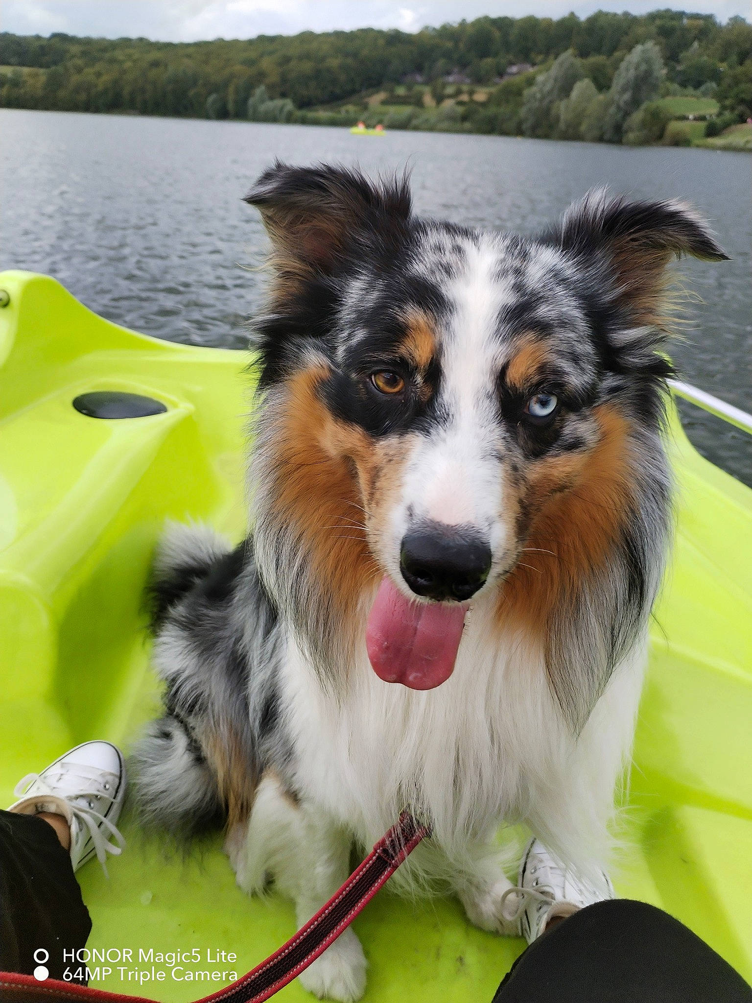 Sanji a rejoint le concours — aidez-le/la à gagner de superbes lots ! canidae, carnivore, cloud, collie, companion_dog, dog, dog_breed, grass, herding_dog, lake, lake_district, recreation, reservoir, scotch_collie, sky, snout, sporting_group, tree, water, working_dog