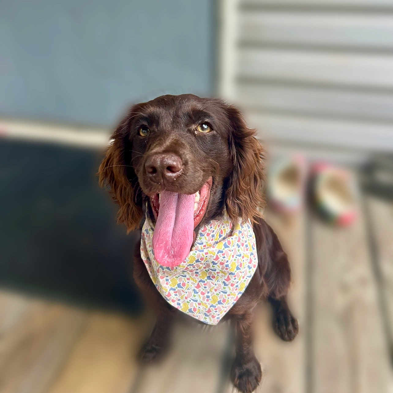 Maggie Mae