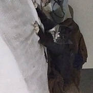 King Daz is registered to the contest to win money with this photo: canidae, carnivore, cat, dog_breed, domestic_short_haired_cat, felidae, flooring, formal_wear, fur, grey, small_to_medium_sized_cats, sporting_group, tail, terrestrial_animal, whiskers, working_animal