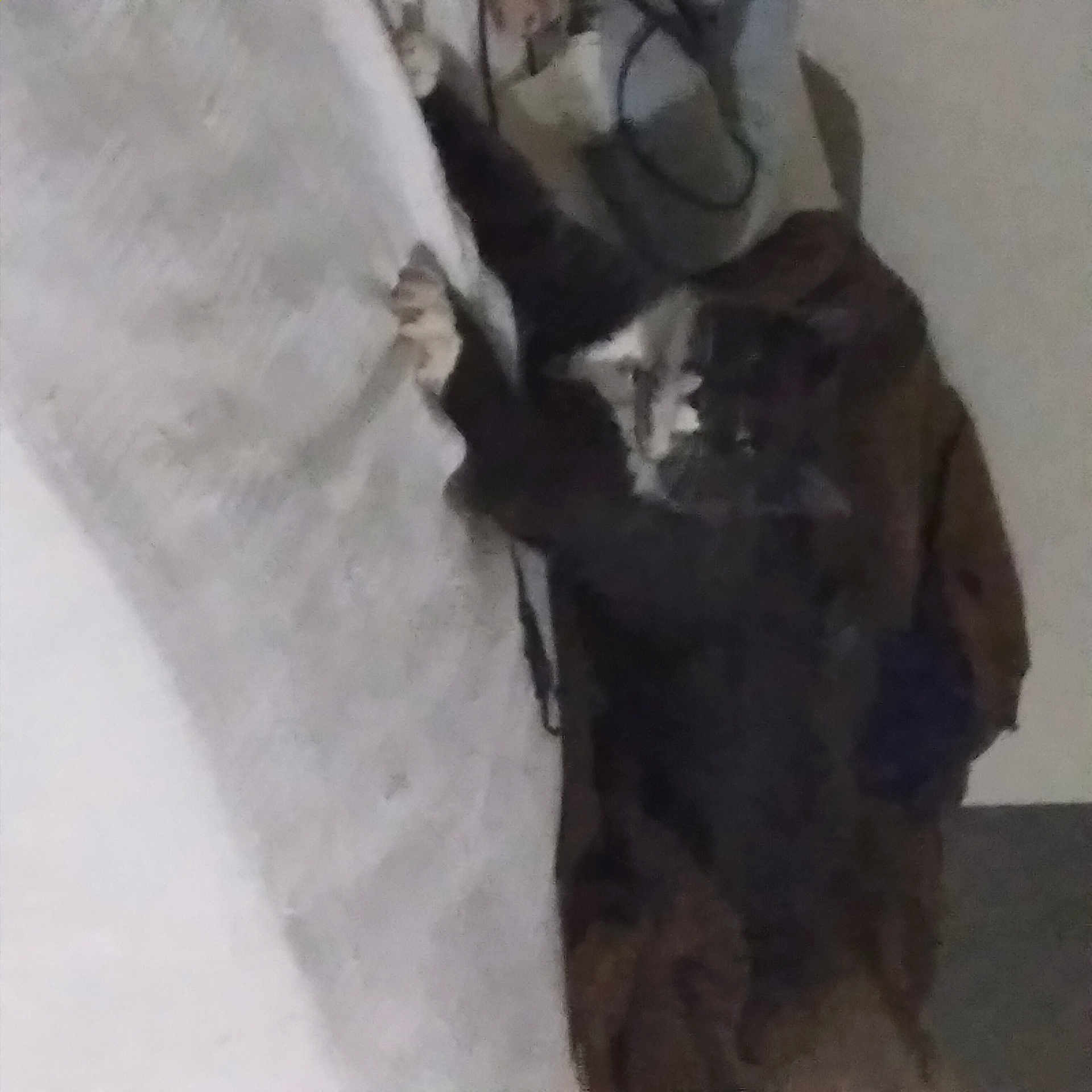 King Daz is registered to the contest to win money with this photo: canidae, carnivore, cat, dog_breed, domestic_short_haired_cat, felidae, flooring, formal_wear, fur, grey, small_to_medium_sized_cats, sporting_group, tail, terrestrial_animal, whiskers, working_animal