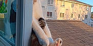 Pretzel Anne is registered to the contest to win money with this photo: building, cat, cozy, curious_cat, domestic_cat, paw, peeking, pet, portrait, reflection, residential, rooftop, screen, sky, sunlight, tail, urban, whiskers, window, windowsill