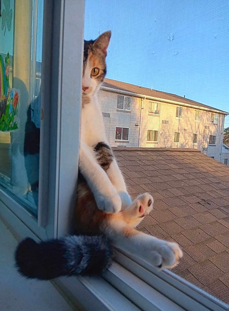 Pretzel Anne is registered to the contest to win money with this photo: building, cat, cozy, curious_cat, domestic_cat, paw, peeking, pet, portrait, reflection, residential, rooftop, screen, sky, sunlight, tail, urban, whiskers, window, windowsill