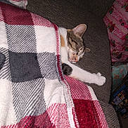Pretzel Anne joined the competition — help win amazing prizes! barbie_print, blanket, cat, couch, cozy, domestic_cat, fabric, fur, home, interior, nap, paw, pet, pillow, plaid_pattern, relaxed, sleeping, sofa, tabby_cat, tucked_in