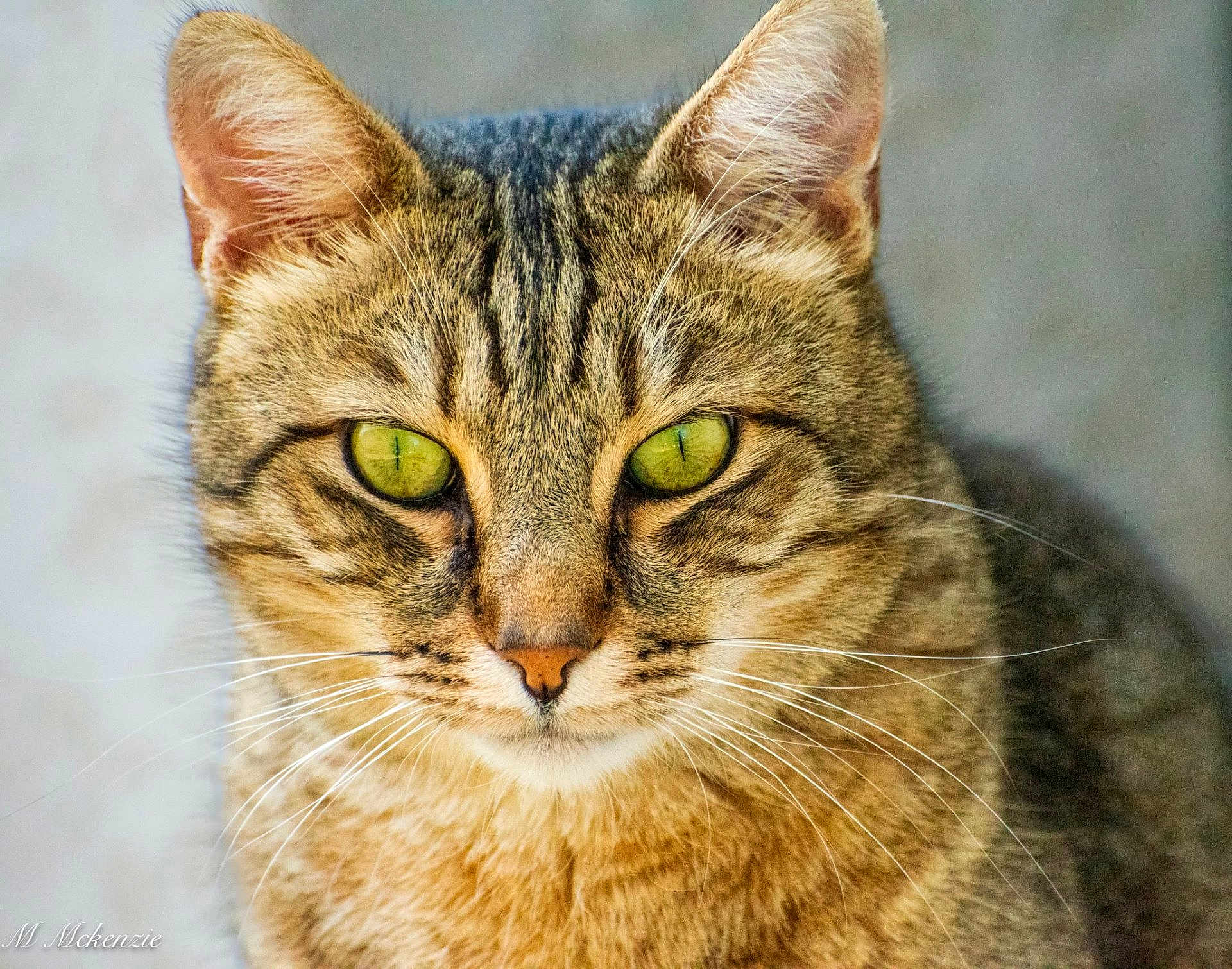 Yz. a rejoint le concours — aidez-le/la à gagner de superbes lots ! alert, animal, cat, close_up, cute, domestic, ears, face, feline, fur, green_eyes, indoor, looking, mammal, nose, pet, portrait, soft_light, tabby, whiskers