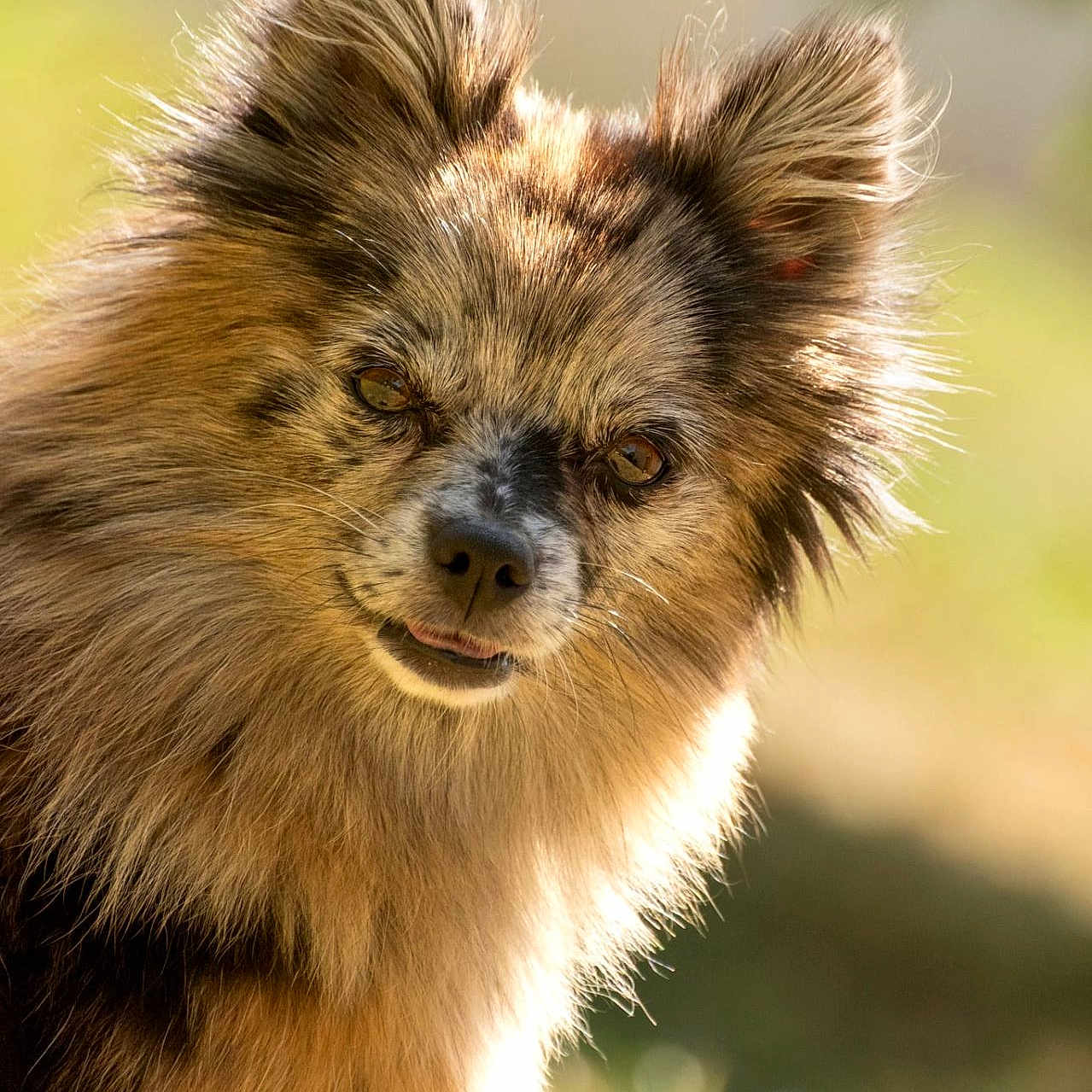 Vanille participe au concours pour gagner de l'argent avec cette photo : animal, black_fur, brown_fur, canine, close_up, curious, daylight, dog, ears_up, fluffy_fur, focused, friendly, furry, grass, nature, outdoor, pet, portrait, sunlight, tongue_out