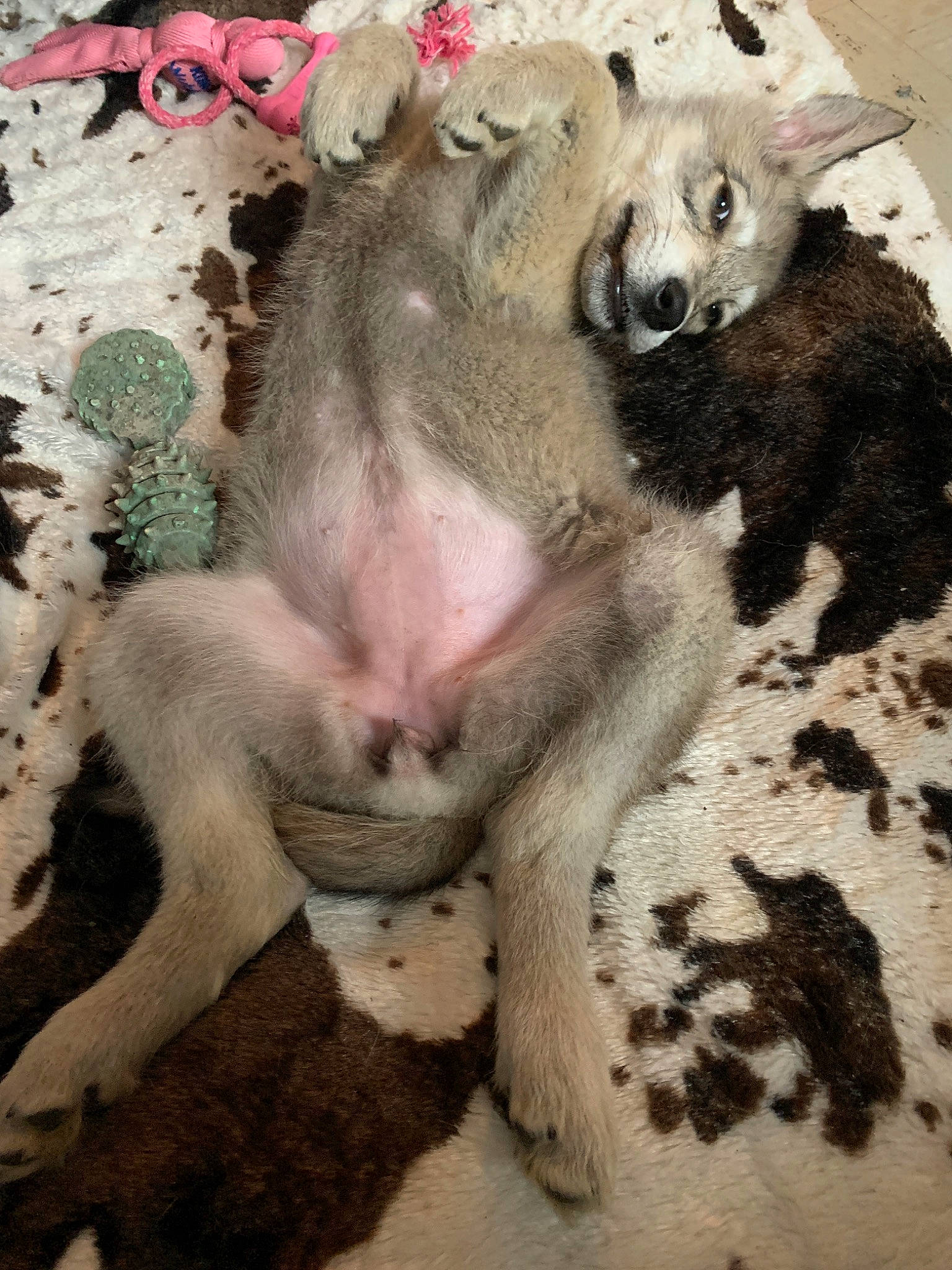 Pandora a rejoint le concours — aidez-le/la à gagner de superbes lots ! canidae, carnivore, dog, dog_breed, fur, mammal, non_sporting_group, puppy, wolfdog