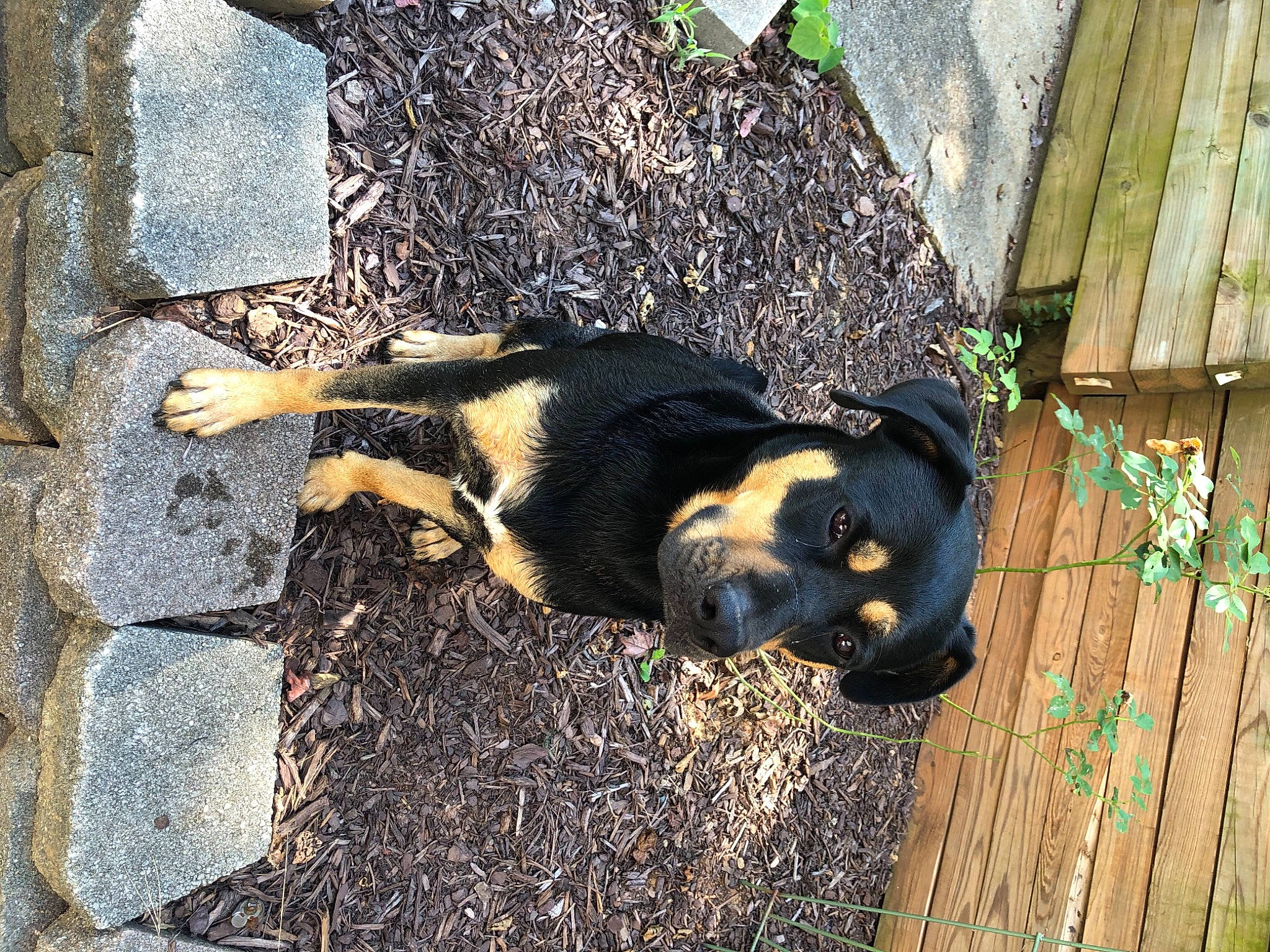 Skye is registered to the contest to win money with this photo: canidae, carnivore, dog, dog_breed, entlebucher_mountain_dog, puppy, snout, sporting_group