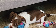 Joeby James joined the competition — help win amazing prizes! puppy, dog, toy, rope_toy, carpet, brown_and_white, pet, lying_down, indoor, floor, cute, small_dog, fur, ears, animal, looking_up, playing, home, domestic_animal, resting