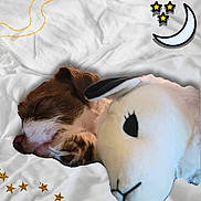 Joeby James joined the competition — help win amazing prizes! animal, bed, blanket, cartoon_elements, closeup, cozy, cute, dog, indoor, moon, peaceful, pet, plush_toy, resting, sheep, sleeping, snuggling, soft_toy, stars, white_background