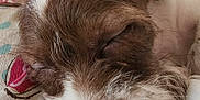Joeby James is registered to the contest to win money with this photo: animal, blanket, brown, close_up, cozy, cute, dog, face, fur, indoor, nose, pattern, peaceful, pet, puppy, resting, sleeping, soft, texture, white