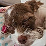 Joeby James is registered to the contest to win money with this photo: puppy, dog, sleeping, close_up, fur, brown, white, nose, face, cute, pet, animal, resting, cozy, soft, texture, indoor, blanket, pattern, peaceful
