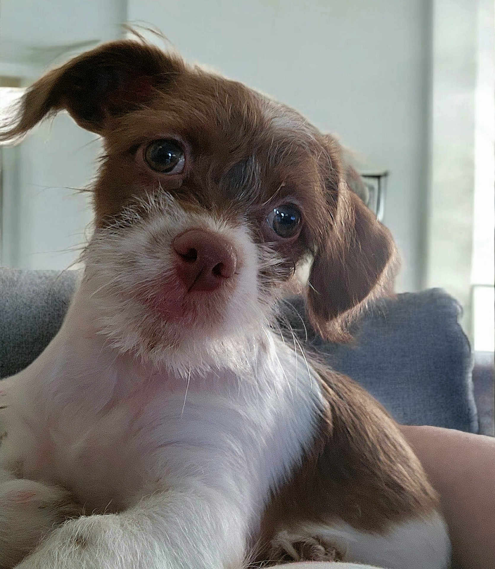 Joeby James is registered to the contest to win money with this photo: puppy, dog, brown, white, close_up, pet, fur, eyes, nose, indoor, couch, resting, curious, cute, animal, young, head_tilt, fluffy, soft_light, comfort
