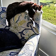 Coco Puffs joined the competition — help win amazing prizes! cat, armchair, floral_pattern, sunlight, window, indoor, relaxing, pet, furniture, cushion, home, daylight, resting, animal, cozy, floor, curtain, wall, shadow, nature_outside