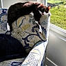 cat, armchair, floral_pattern, sunlight, window, indoor, relaxing, pet, furniture, cushion, home, daylight, resting, animal, cozy, floor, curtain, wall, shadow, nature_outside