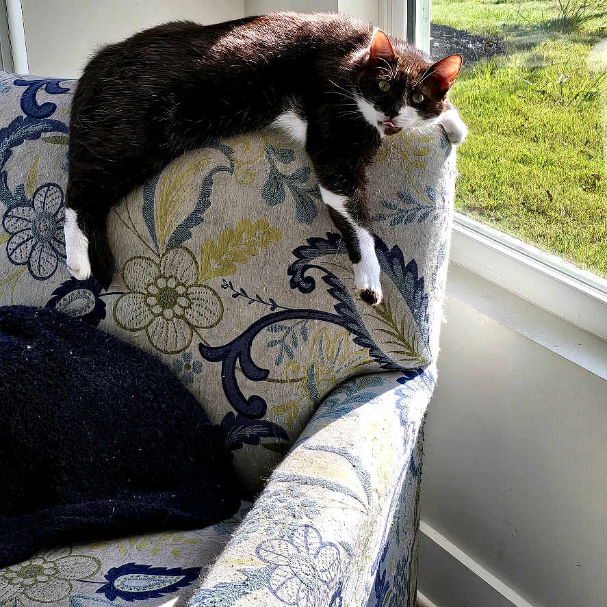 Coco Puffs joined the competition — help win amazing prizes! cat, armchair, floral_pattern, sunlight, window, indoor, relaxing, pet, furniture, cushion, home, daylight, resting, animal, cozy, floor, curtain, wall, shadow, nature_outside