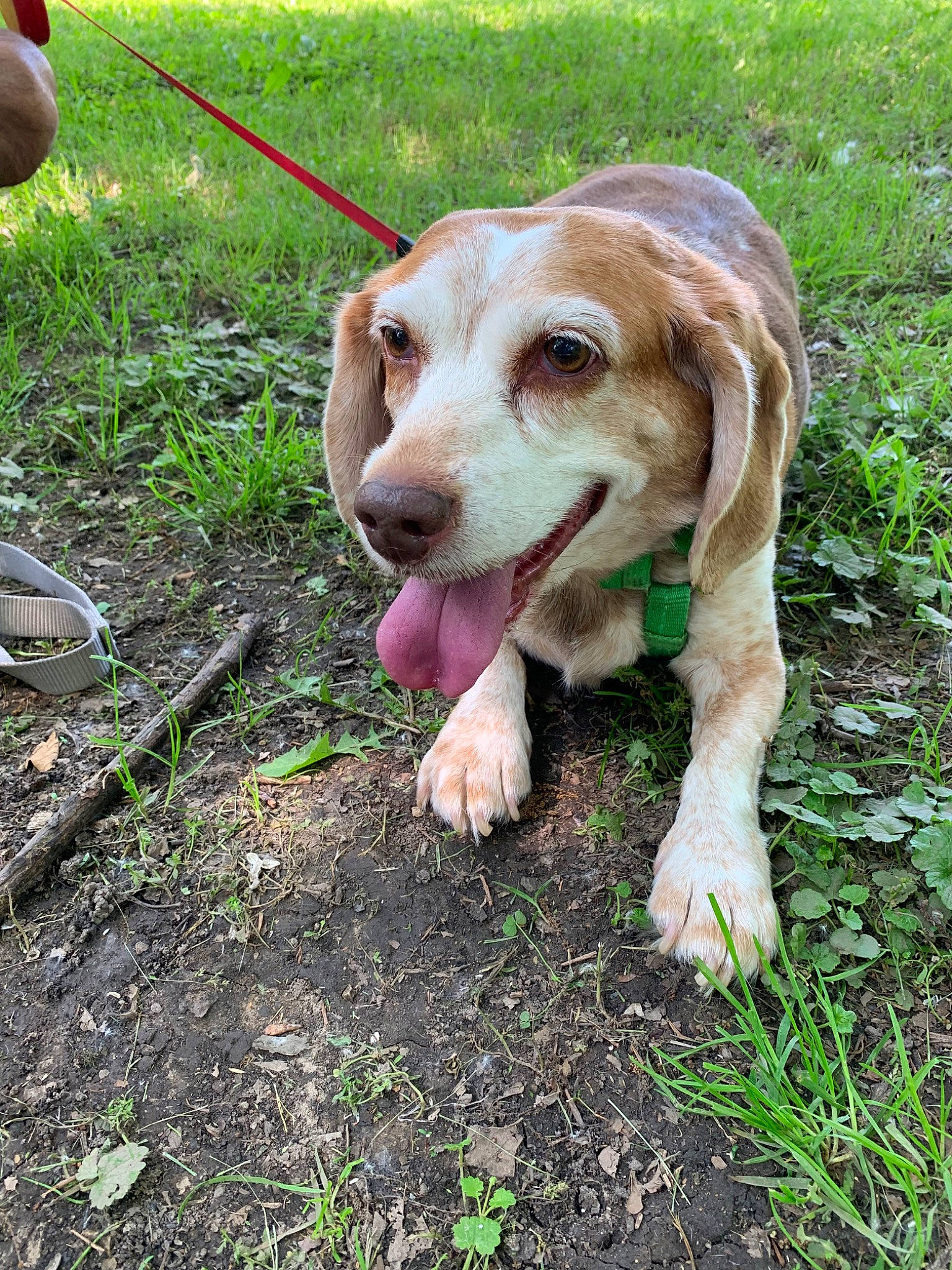 Maddie is registered to the contest to win money with this photo: basset_artesien_normand, beagle, beagle_harrier, bracco_italiano, canidae, carnivore, companion_dog, dog, dog_breed, estonian_hound, fawn, hound, hunting_dog, mammal, pocket_beagle, posavac_hound, rare_breed_dog, sporting_group, vertebrate