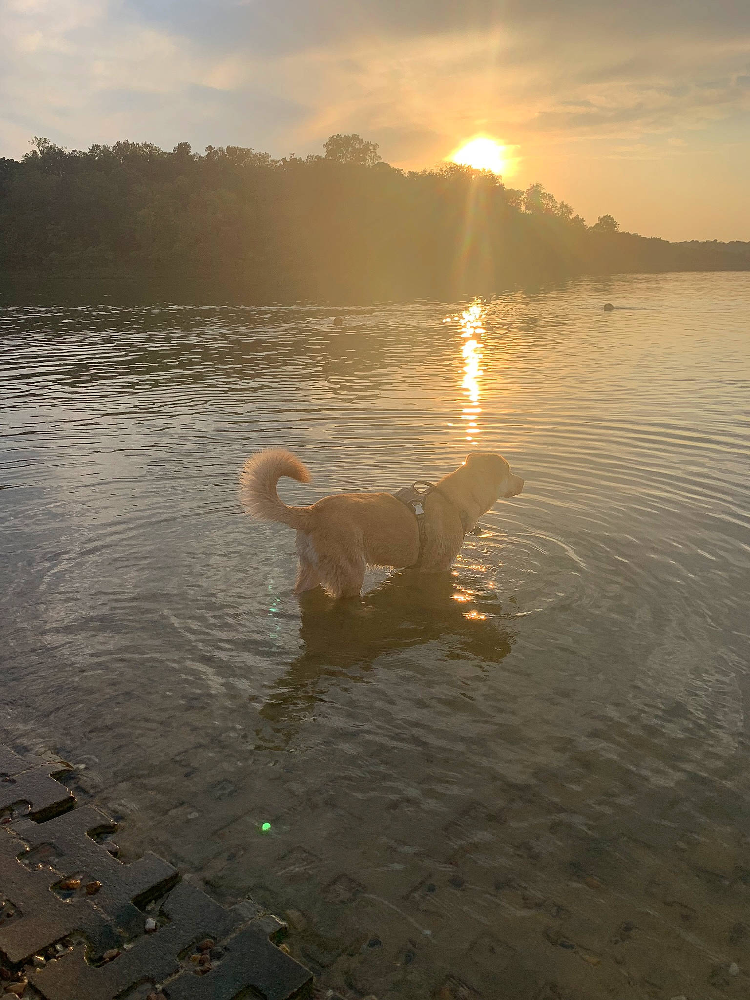 Merle joined the competition — help win amazing prizes! atmospheric_phenomenon, bank, calm, canidae, cloud, dog, evening, horizon, lake, morning, reflection, sea, sky, sporting_group, sun, sunlight, sunrise, sunset, water, wave