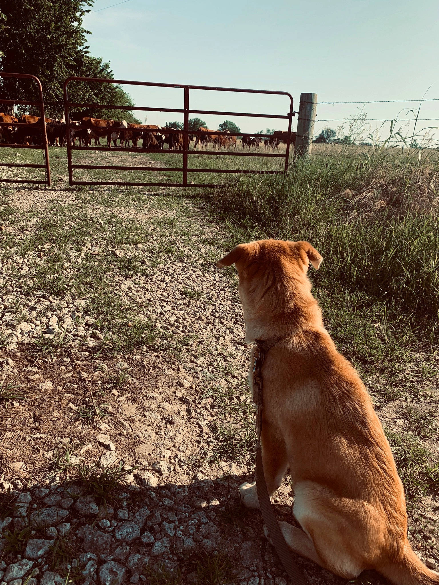 Merle joined the competition — help win amazing prizes! canidae, carnivore, dog, dog_breed, fawn, fence, golden_retriever, grass, nova_scotia_duck_tolling_retriever, retriever, sporting_group, tail, tree