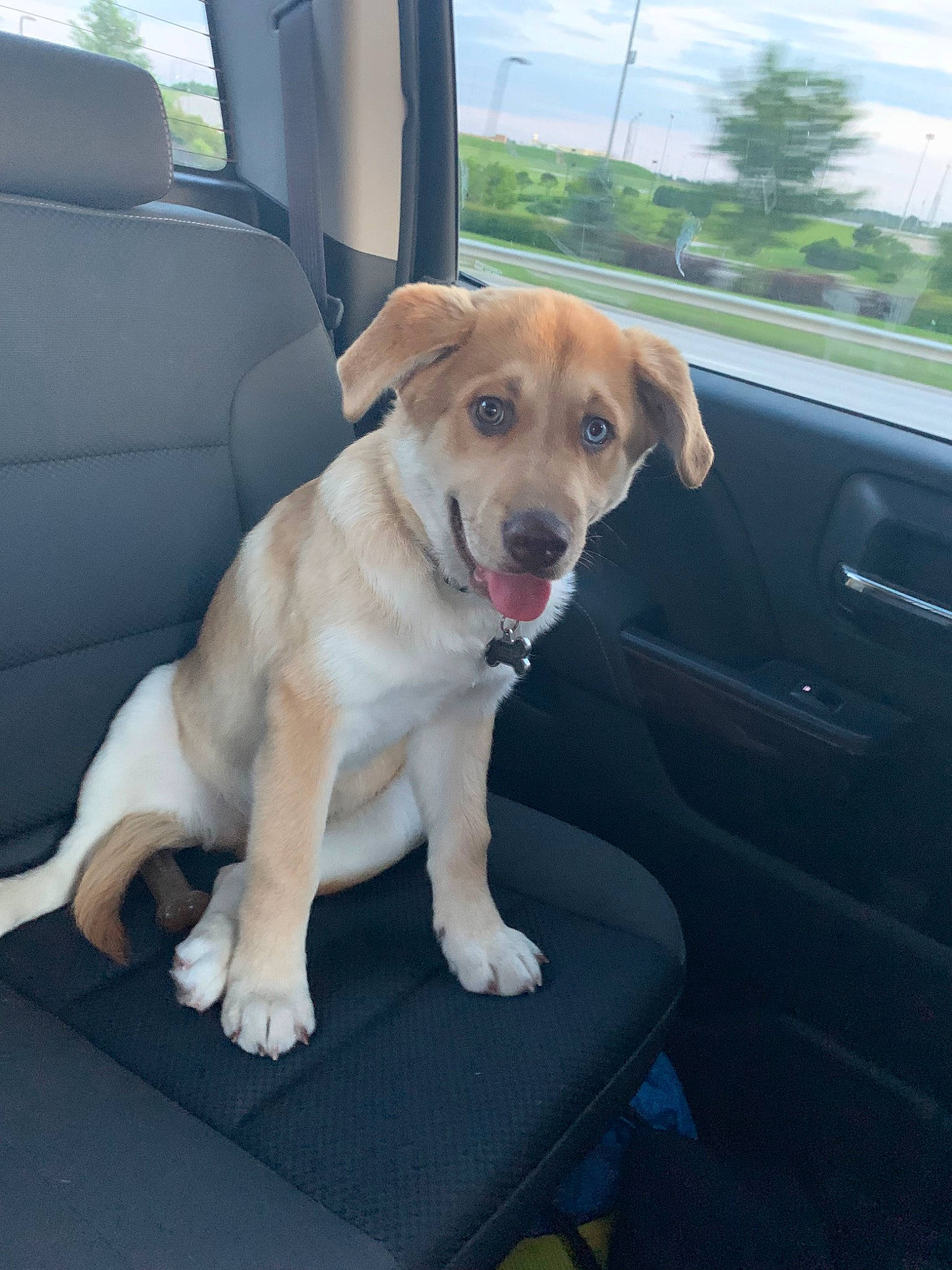 Merle joined the competition — help win amazing prizes! beagador, canidae, car, car_seat, carnivore, companion_dog, dog, dog_breed, fawn, labrador_retriever, puppy, retriever, snout, sporting_group, street_dog, vehicle