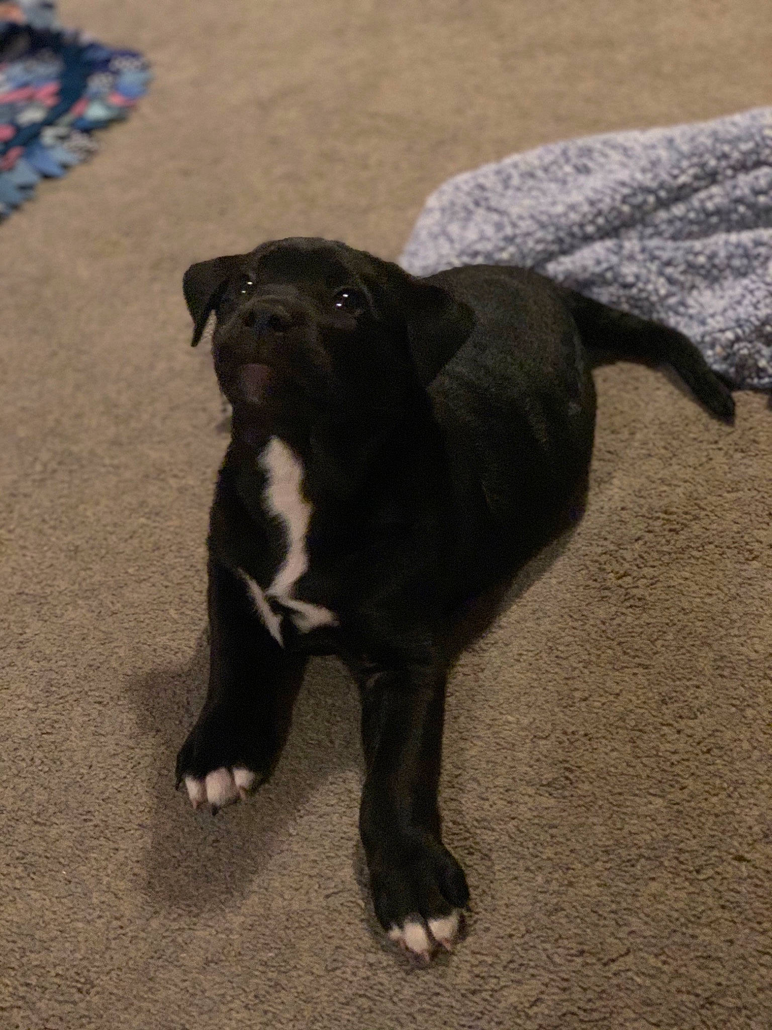 Dixie joined the competition — help win amazing prizes! borador, canidae, carnivore, comfort, companion_dog, dog, dog_breed, floor, flooring, liver, non_sporting_group, puppy, shadow, snout, sporting_group, tail, terrestrial_animal, working_animal, working_dog