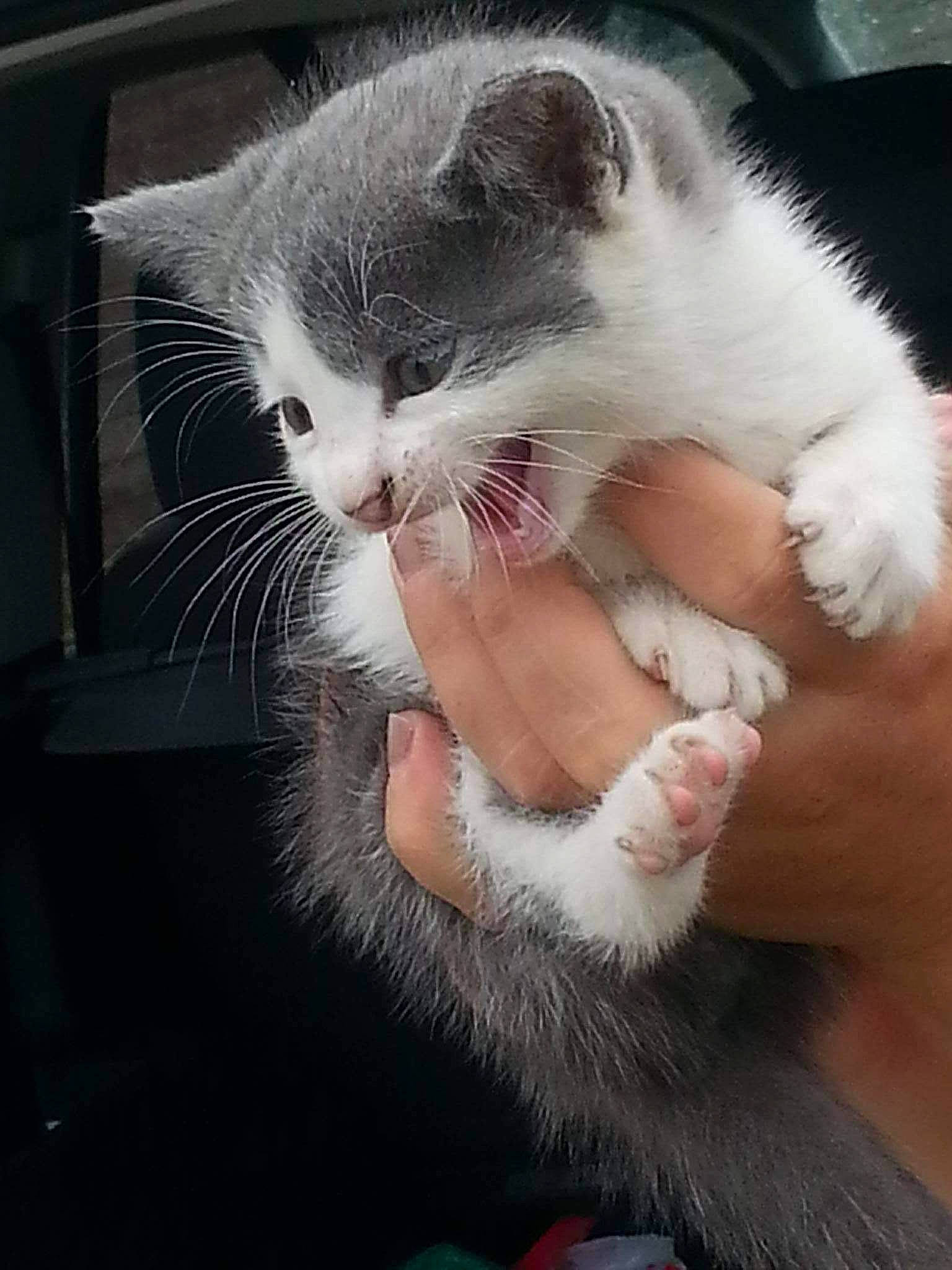 Maestro a rejoint le concours — aidez-le/la à gagner de superbes lots ! carnivore, cat, claw, comfort, domestic_short_haired_cat, felidae, finger, foot, fur, gesture, hand, nail, paw, photo_caption, small_to_medium_sized_cats, snout, tail, thumb, whiskers, window