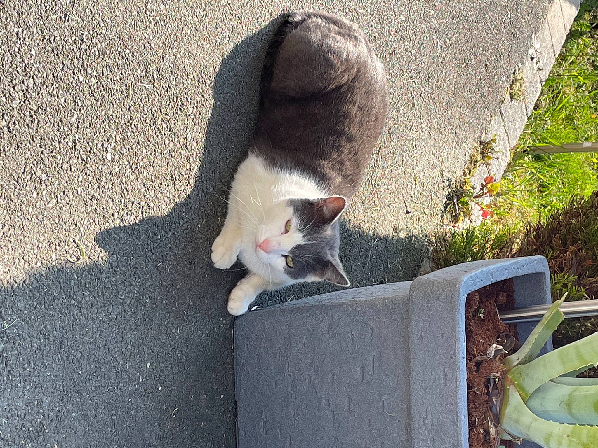 Maestro a rejoint le concours — aidez-le/la à gagner de superbes lots ! asphalt, carnivore, cat, domestic_short_haired_cat, felidae, flowerpot, fur, grass, grey, human_leg, leg, paw, plant, road_surface, sitting, small_to_medium_sized_cats, snout, tail, whiskers, wood