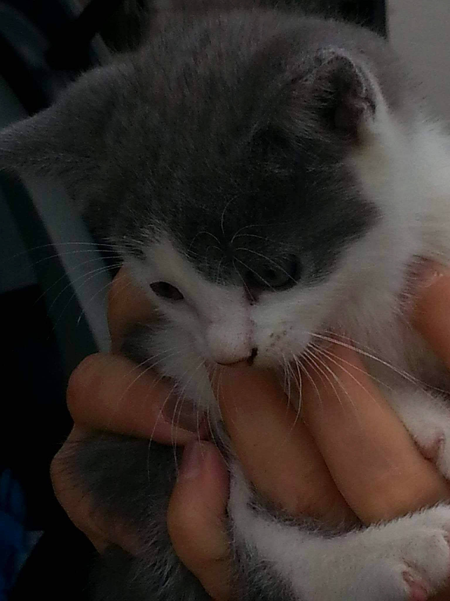 Maestro participe au concours pour gagner de l'argent avec cette photo : carnivore, cat, claw, comfort, domestic_short_haired_cat, eyelash, felidae, finger, foot, fur, gesture, love, nail, nap, paw, sleep, small_to_medium_sized_cats, thumb, whiskers