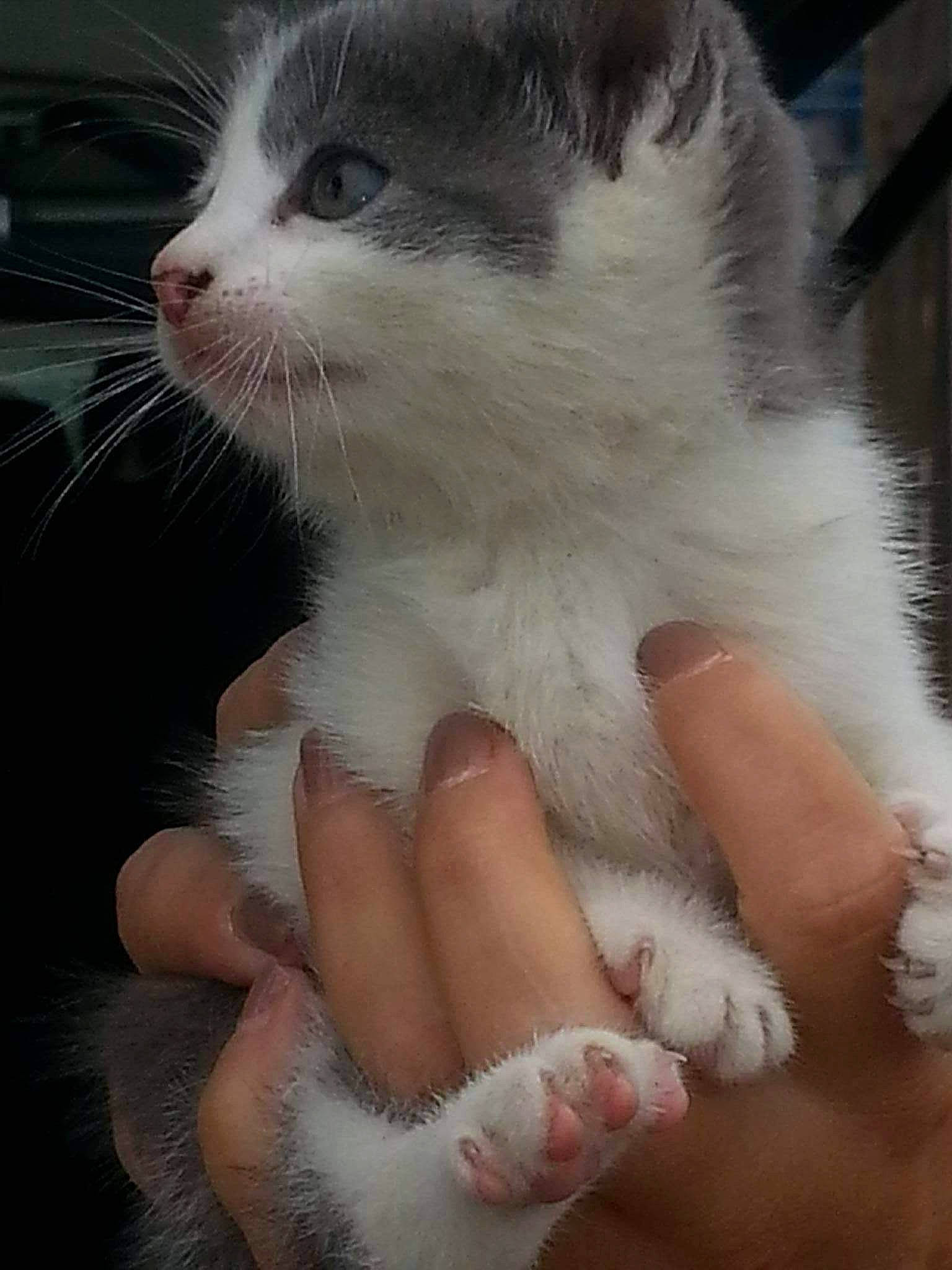 Maestro a rejoint le concours — aidez-le/la à gagner de superbes lots ! barefoot, carnivore, cat, claw, domestic_short_haired_cat, felidae, finger, foot, fur, gesture, human_leg, nail, paw, sitting, small_to_medium_sized_cats, snout, tail, toe, whiskers, window