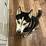 dog, siberian_husky, blue_eyes, black_and_white_fur, wooden_floor, indoor, pet, looking_up, door, floor, tail, ears, fur, animal, canine, companion, house, home, close_up, curious