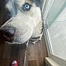 dog, husky, blue_eyes, close_up, curious, leash, wooden_floor, glass_door, indoors, pet, canine, snout, fur, paw, human_feet, slippers, casual, daylight, window, home