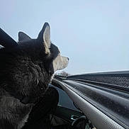 Savage joined the competition — help win amazing prizes! dog, husky, car, window, sky, person, hand, driving, black_fur, white_fur, seatbelt, interior, dashboard, road_trip, pet, animal, side_view, outdoor, transportation, travel