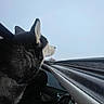 dog, husky, car, window, sky, person, hand, driving, black_fur, white_fur, seatbelt, interior, dashboard, road_trip, pet, animal, side_view, outdoor, transportation, travel